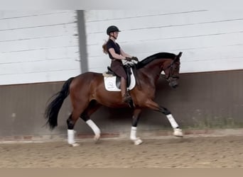 Oldenbourg, Hongre, 5 Ans, 174 cm, Bai