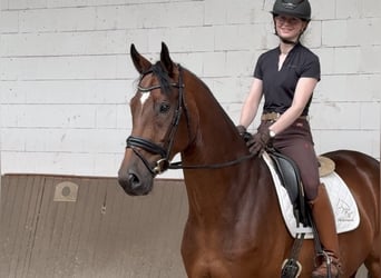 Oldenbourg, Hongre, 5 Ans, 174 cm, Bai