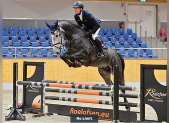Oldenbourg, Hongre, 5 Ans, 174 cm, Gris
