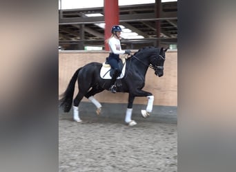 Oldenbourg, Hongre, 5 Ans, 174 cm, Noir