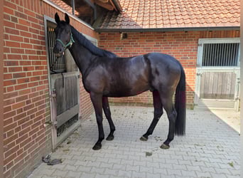 Oldenbourg, Hongre, 5 Ans, 174 cm, Noir