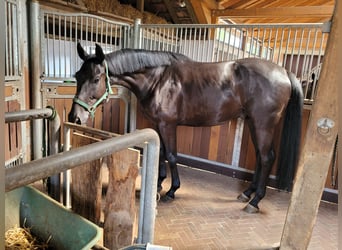 Oldenbourg, Hongre, 5 Ans, 174 cm, Noir