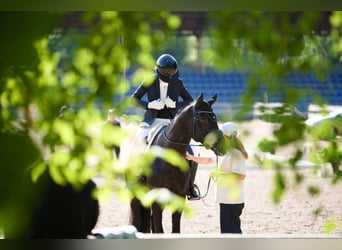 Oldenbourg, Hongre, 5 Ans, 174 cm, Noir