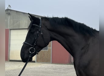 Oldenbourg, Hongre, 5 Ans, 174 cm, Noir