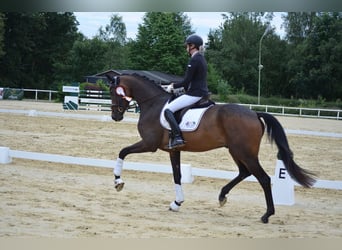Oldenbourg, Hongre, 5 Ans, 175 cm, Bai brun