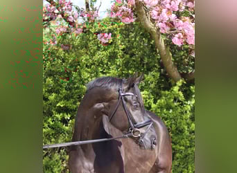 Oldenbourg, Hongre, 5 Ans, 175 cm, Bai brun foncé