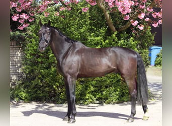 Oldenbourg, Hongre, 5 Ans, 175 cm, Bai brun foncé
