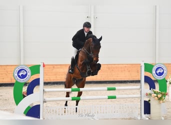 Oldenbourg, Hongre, 5 Ans, 175 cm, Bai cerise