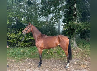 Oldenbourg, Hongre, 5 Ans, 175 cm, Bai