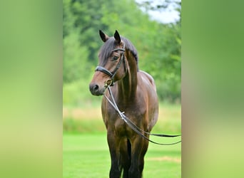 Oldenbourg, Hongre, 5 Ans, 175 cm, Bai Oldenbourg, Hongre, 5 Ans, 175 cm, Bai