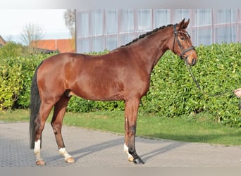 Oldenbourg, Hongre, 5 Ans, 175 cm