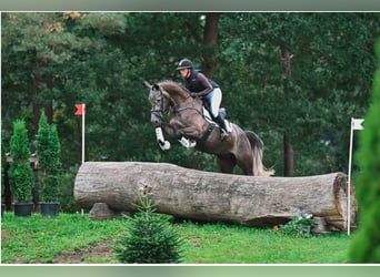 Oldenbourg, Hongre, 5 Ans, 175 cm, Gris