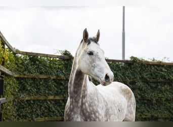 Oldenbourg, Hongre, 5 Ans, 175 cm, Gris