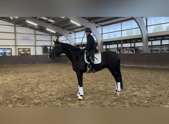 Oldenbourg, Hongre, 5 Ans, 175 cm, Noir