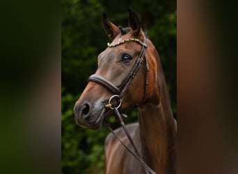 Oldenbourg, Hongre, 5 Ans, 176 cm, Bai brun