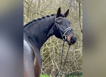 Oldenbourg, Hongre, 5 Ans, 176 cm, Bai brun foncé