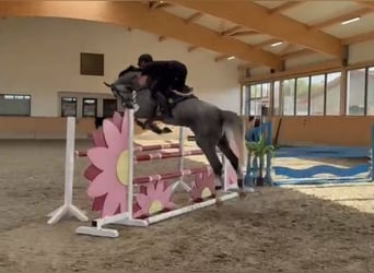Oldenbourg, Hongre, 5 Ans, 177 cm, Gris pommelé