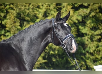Oldenbourg, Hongre, 5 Ans, 177 cm, Noir