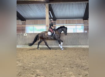 Oldenbourg, Hongre, 5 Ans, 178 cm, Bai brun