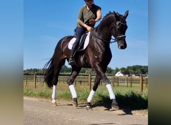 Oldenbourg, Hongre, 5 Ans, 178 cm, Noir