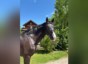Oldenbourg, Hongre, 5 Ans, 178 cm, Noir