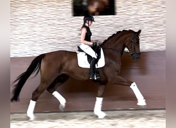 Oldenbourg, Hongre, 5 Ans, 180 cm, Alezan brûlé