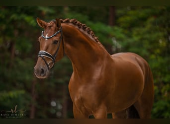 Oldenbourg, Hongre, 5 Ans, 180 cm, Alezan brûlé