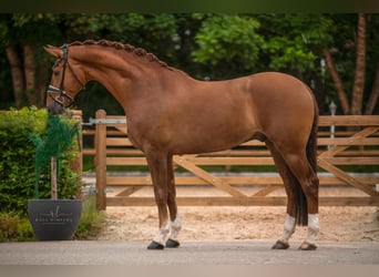 Oldenbourg, Hongre, 5 Ans, 180 cm, Alezan brûlé