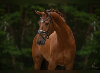 Oldenbourg, Hongre, 5 Ans, 180 cm, Alezan brûlé