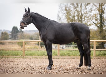 Oldenbourg, Hongre, 5 Ans, 180 cm, Bai brun foncé