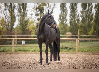 Oldenbourg, Hongre, 5 Ans, 180 cm, Bai brun foncé