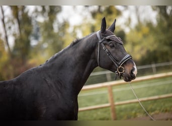 Oldenbourg, Hongre, 5 Ans, 180 cm, Bai brun foncé