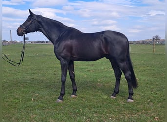 Oldenbourg, Hongre, 5 Ans, 181 cm, Bai brun foncé