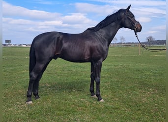 Oldenbourg, Hongre, 5 Ans, 181 cm, Bai brun foncé