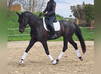 Oldenbourg, Hongre, 5 Ans, 181 cm, Bai brun foncé