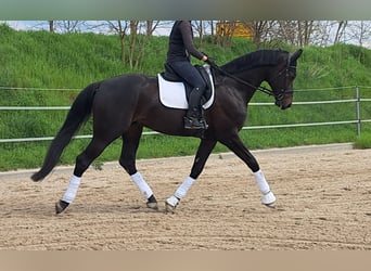 Oldenbourg, Hongre, 5 Ans, 181 cm, Bai brun foncé