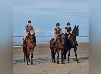 Oldenbourg, Hongre, 5 Ans, 181 cm, Bai