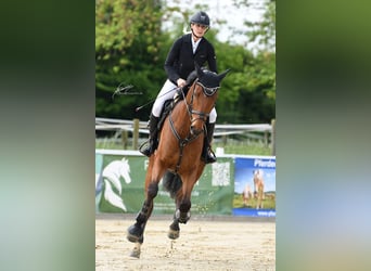 Oldenbourg, Hongre, 5 Ans, 181 cm, Bai