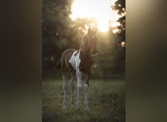 Oldenbourg, Hongre, 5 Ans, 181 cm, Pinto