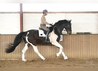 Oldenbourg, Hongre, 5 Ans, 181 cm, Pinto