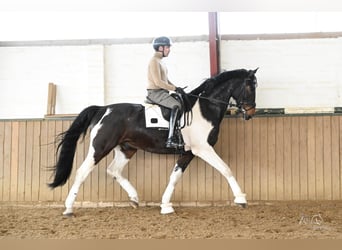 Oldenbourg, Hongre, 5 Ans, 181 cm, Pinto
