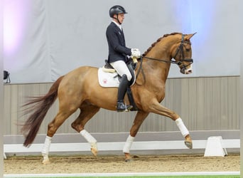 Oldenbourg, Hongre, 5 Ans, Alezan brûlé