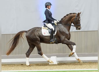 Oldenbourg, Hongre, 5 Ans, Alezan brûlé