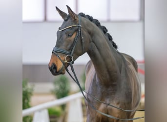 Oldenbourg, Hongre, 5 Ans, Bai brun