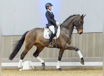 Oldenbourg, Hongre, 5 Ans, Bai brun