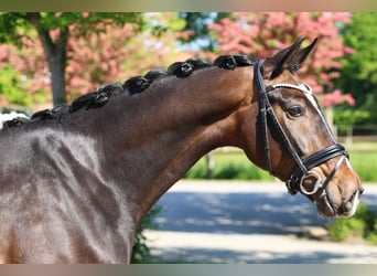 Oldenbourg, Hongre, 5 Ans, Bai brun foncé