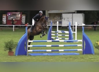 Oldenbourg, Hongre, 5 Ans, Bai