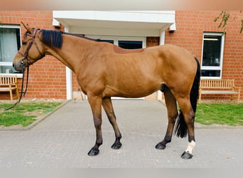 Oldenbourg, Hongre, 5 Ans, Bai