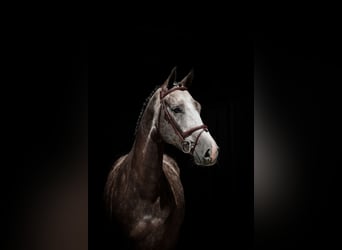 Oldenbourg, Hongre, 5 Ans, Gris