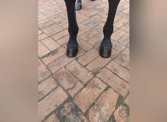 Oldenbourg, Hongre, 6 Ans, 160 cm, Gris (bai-dun)